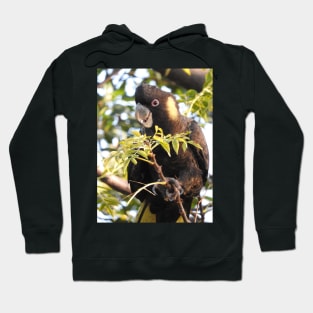 Yellow-tailed Black Cockatoo Hoodie